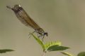 Calopteryx haemorrhoidalis